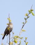 Red winged Blackbird 2455